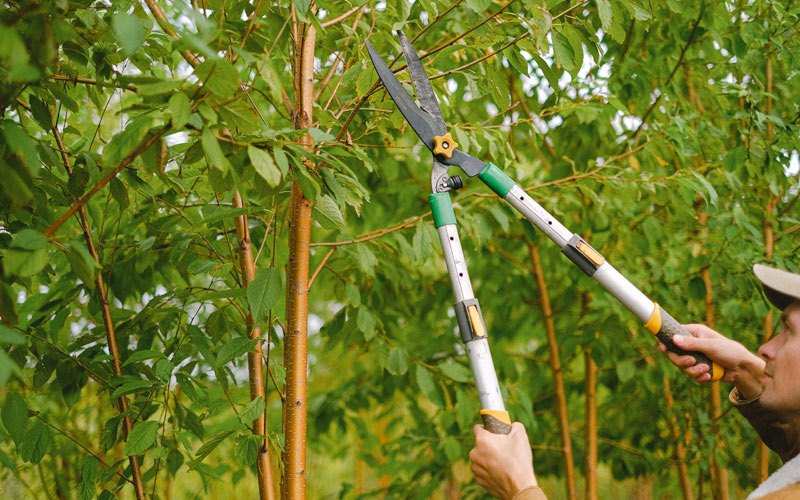 Tree trimming in Whitesville, WV